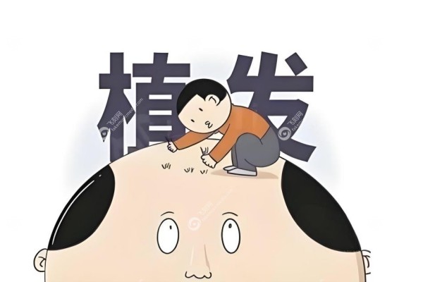 人工培育毛囊