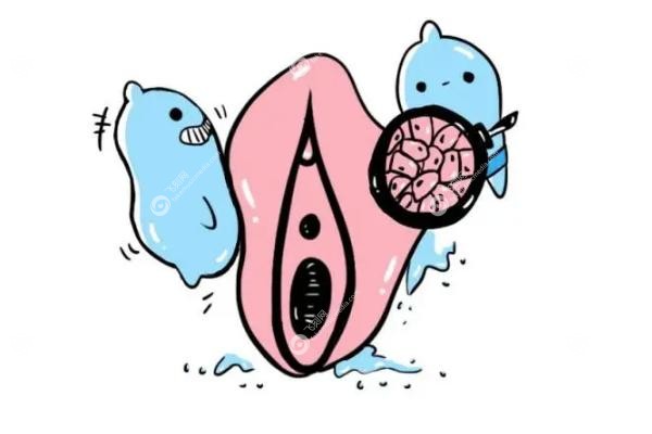 阴唇馒头型的好还是蝴蝶型的好看.jpg
