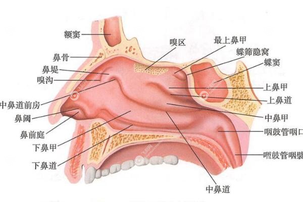 鼻子打针好还是隆鼻好.jpg