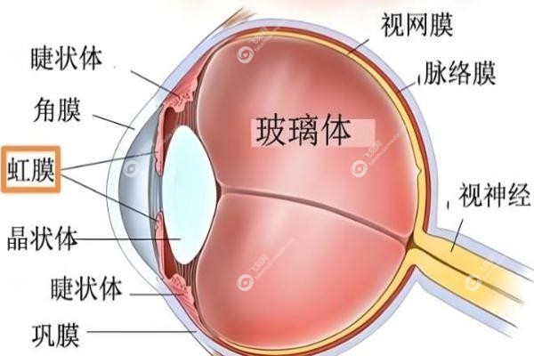 人工虹膜怎么不引进国内？技术/政策/价格三重关卡，海南成唯 一合法通道!