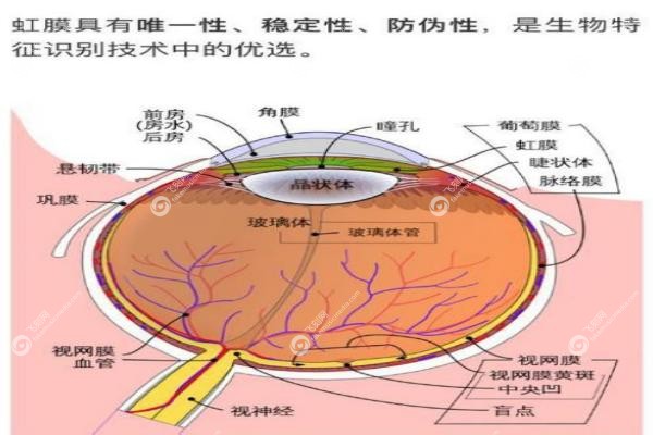 人工虹膜怎么不引进国内？技术/政策/价格三重关卡，海南成唯 一合法通道!2